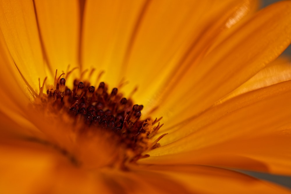 a close up of a yellow flower with a blue background