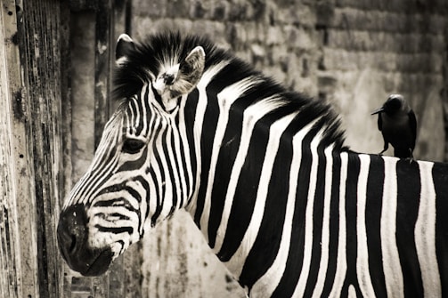 A zebra with distinct black and white stripes stands with a bird perched on its back. The setting appears naturalistic with vertical wooden textures in the background.