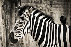 A zebra with distinct black and white stripes stands with a bird perched on its back. The setting appears naturalistic with vertical wooden textures in the background.