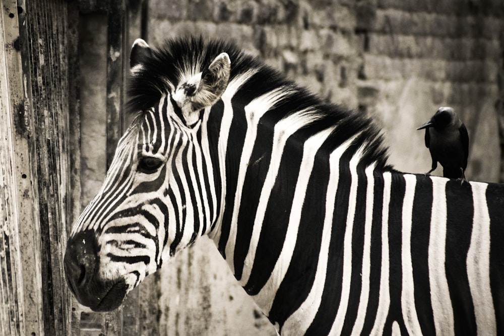 a zebra standing next to a bird on top of it