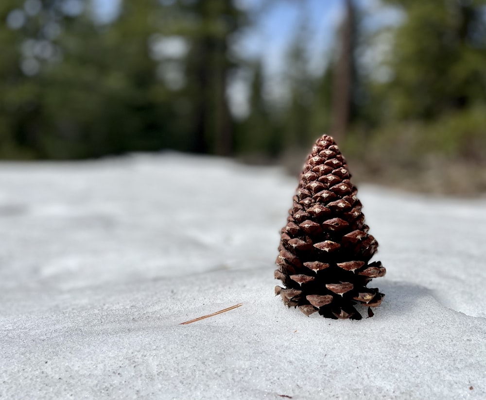 a pine cone sitting on top of a snow covered ground
