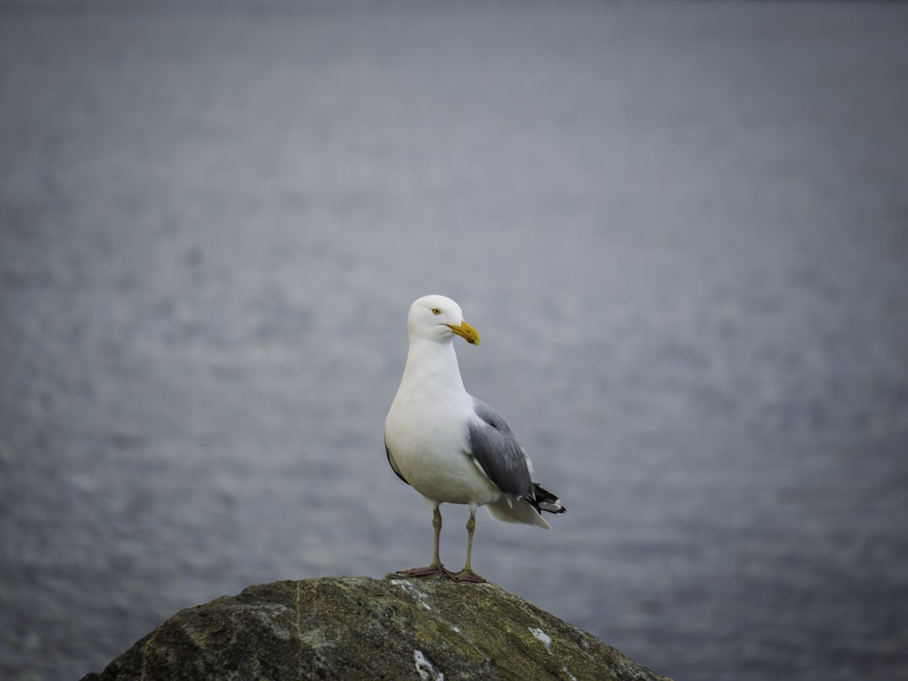 a seagull is standing on a rock by the water