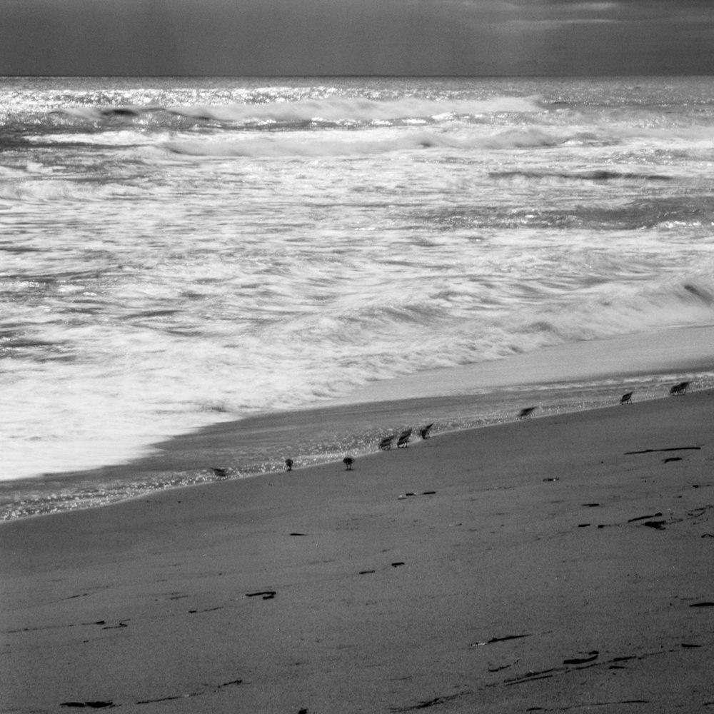 a black and white photo of birds on the beach
