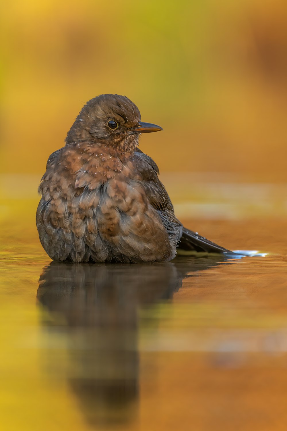 a small brown bird sitting on top of a puddle of water