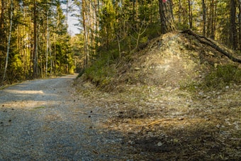 A serene forest scene with a gravel path winding through tall, lush pine trees. The sunlight filters through the branches, casting a warm glow on the path and forest floor. A mound of earth is visible beside the path, with roots of a tree growing over it.