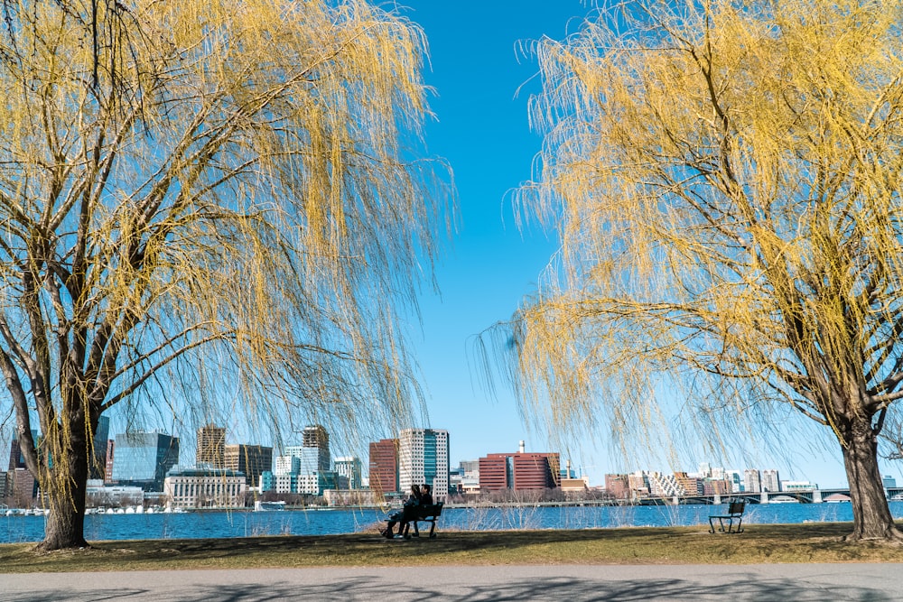 a couple of people sitting on a bench under a tree