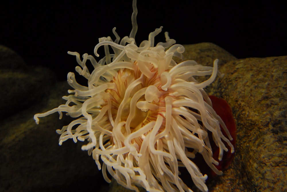 a white sea anemone on a rock