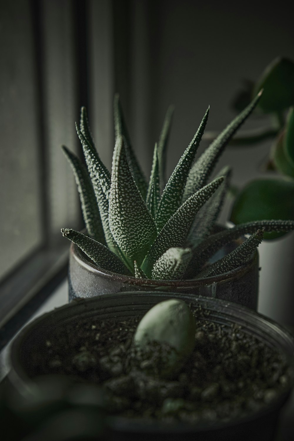 a potted plant sitting on top of a window sill