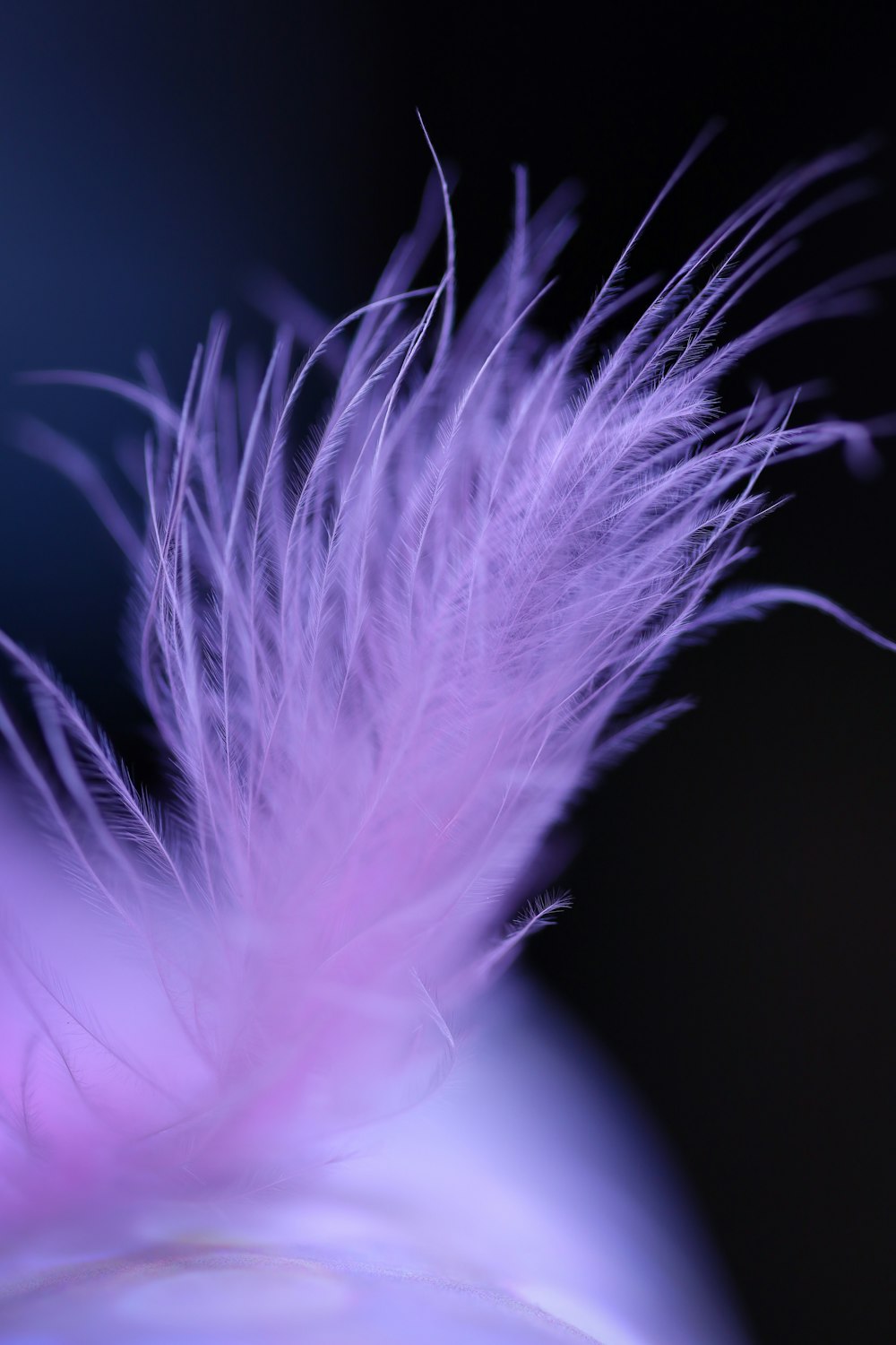a close up of a purple feather on a black background