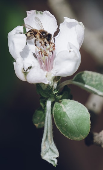 Close-up of a stingless bee gently perched on a vibrant flower at the lior agrotourism farm.