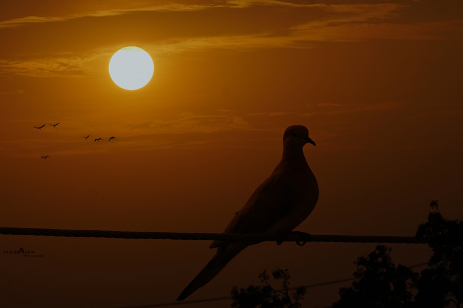 Mourning dove silhouette against an Arizona sunset — classic dove season imagery