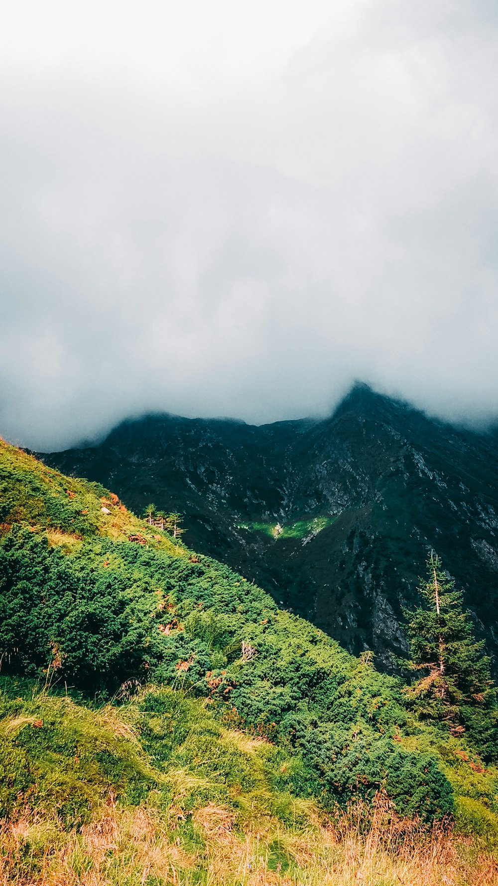 a lush green hillside covered in lots of grass