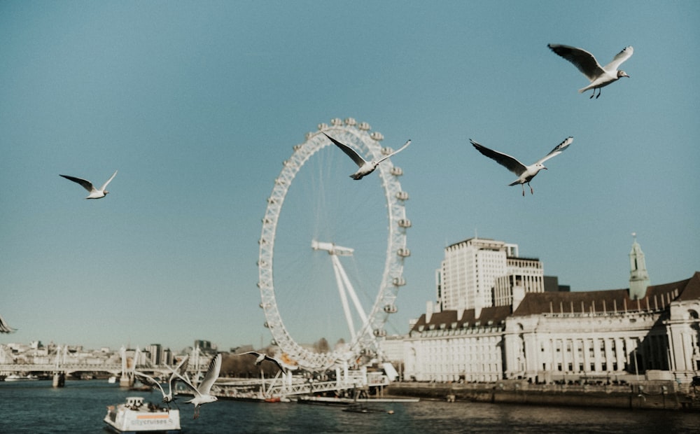 seagulls flying over a river with a ferris wheel in the background