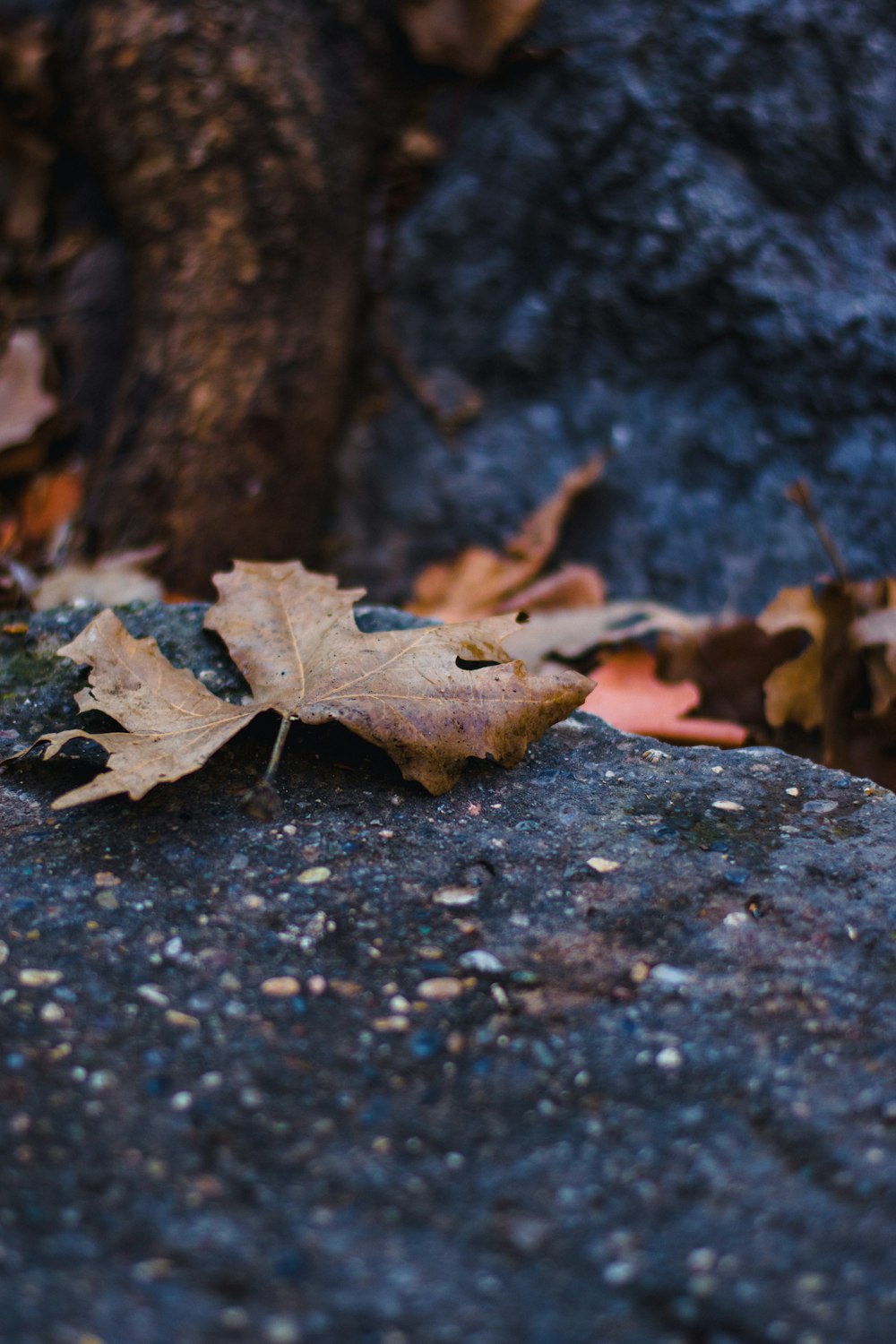 a leaf laying on a rock with a tree in the background