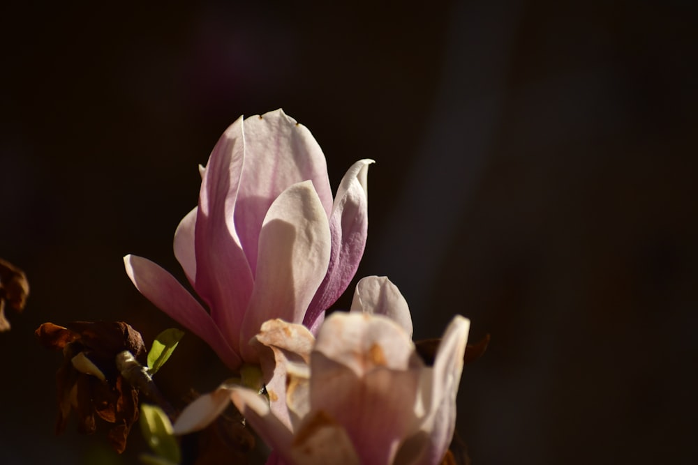 a close up of a flower with a dark background