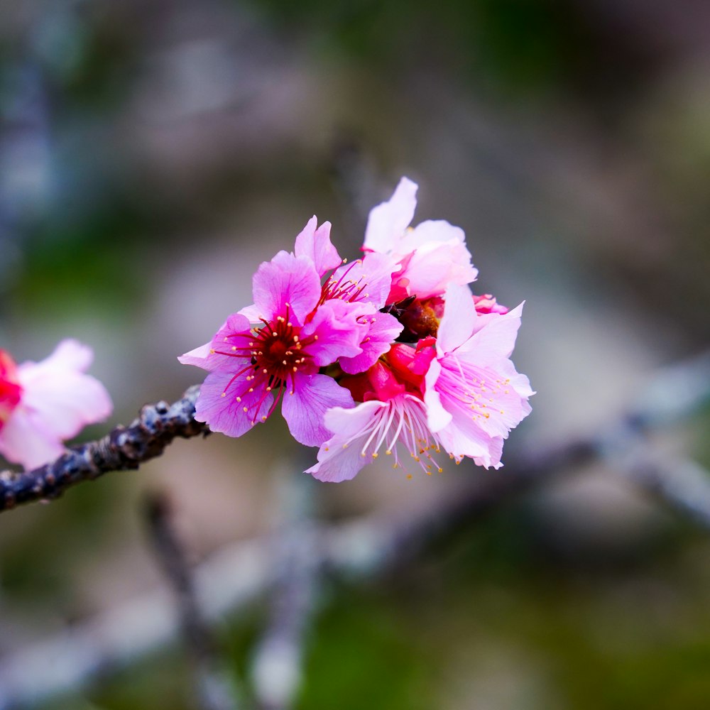 a branch of a tree with pink flowers