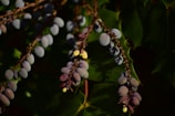 A cluster of ripe, dark purple moras resting on green leaves under natural light.