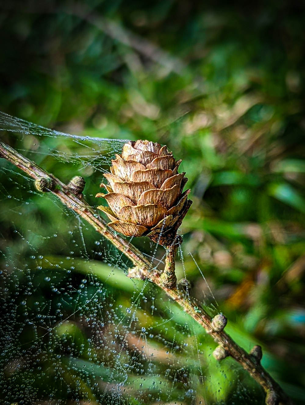 a close up of a spider's web on a tree branch