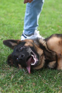 a dog laying in the grass with its mouth open