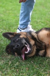 a dog laying in the grass with its mouth open