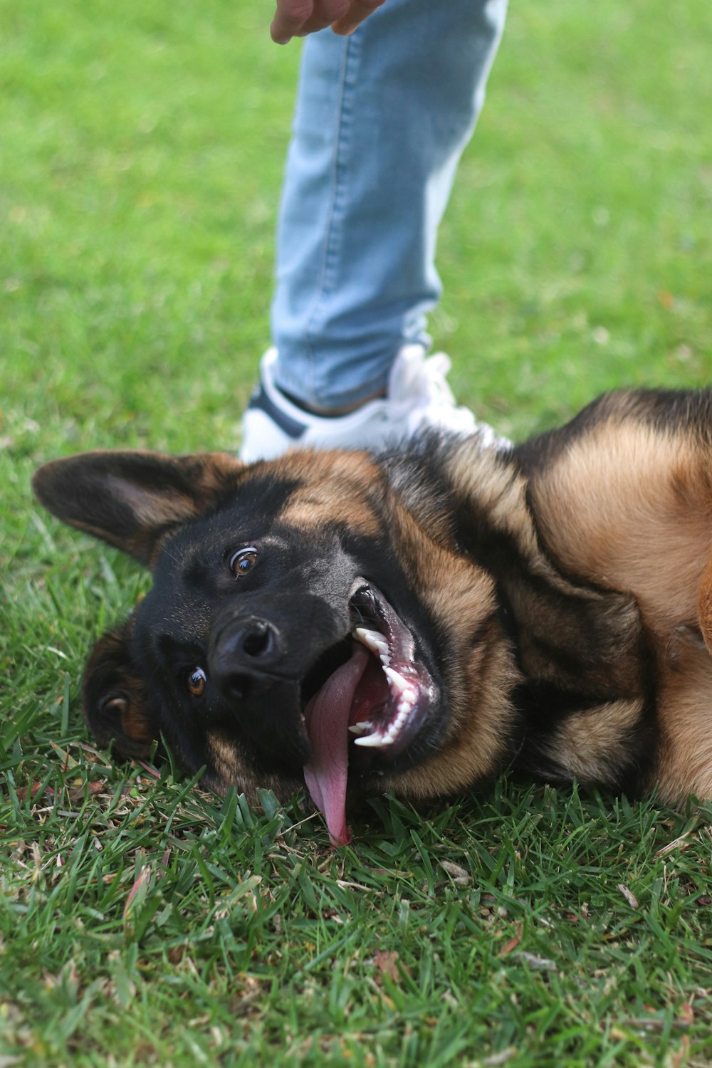 a dog laying in the grass with its mouth open