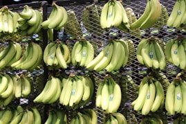 bunches of bananas are hanging on a rack