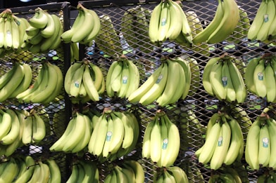 bunches of bananas are hanging on a rack