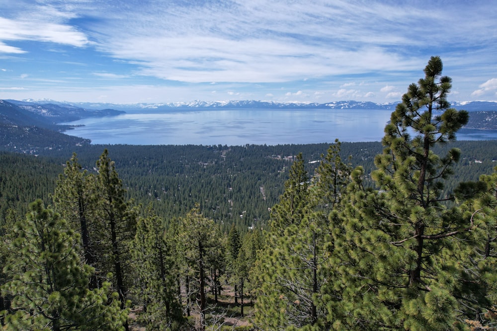 a scenic view of a lake surrounded by pine trees