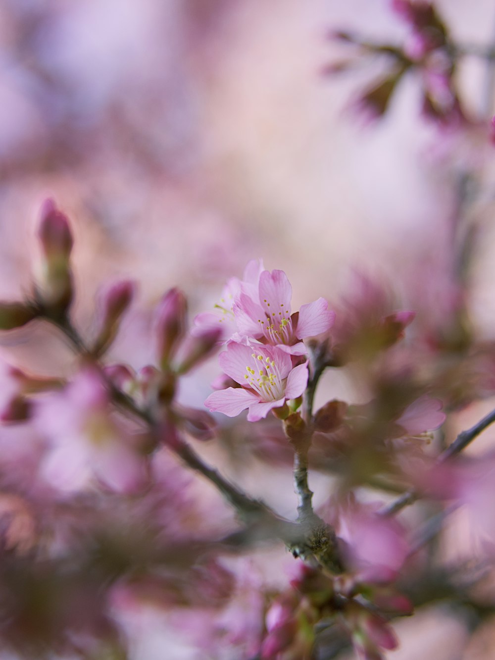 a close up of a pink flower on a tree