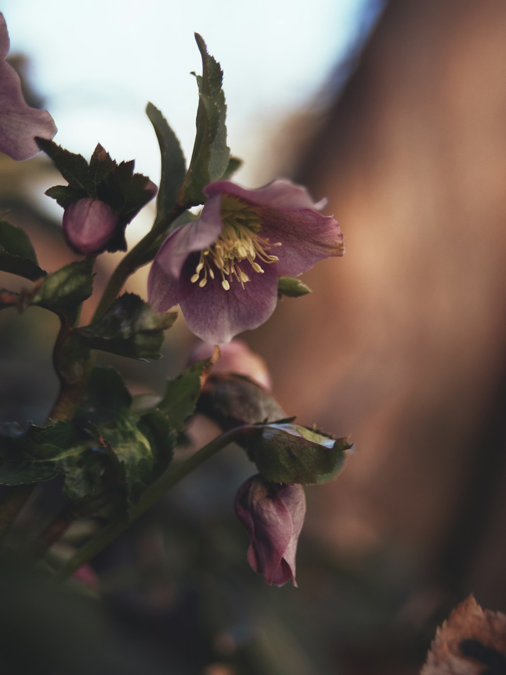 a close up of a flower on a tree