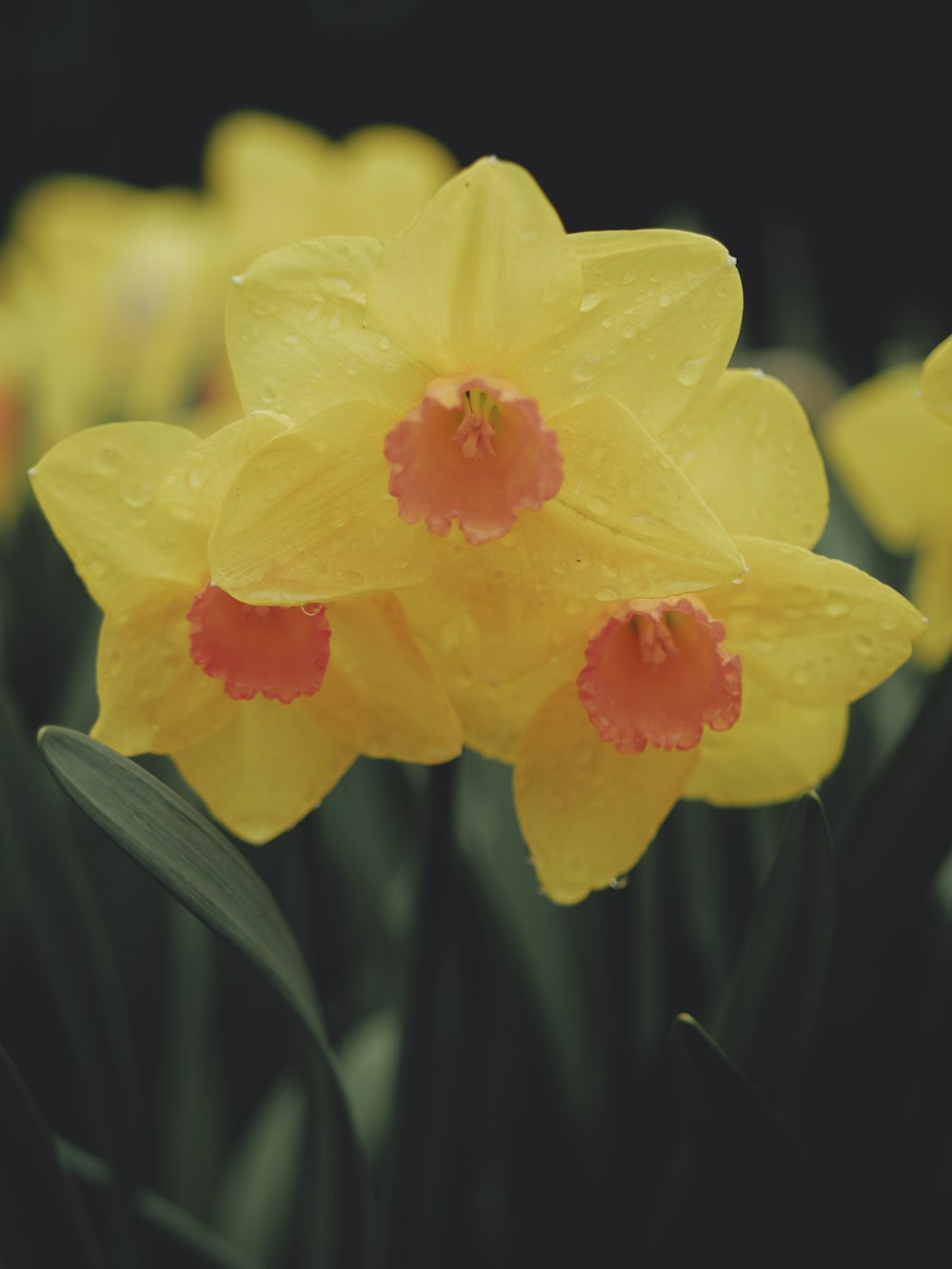 a bunch of yellow flowers with water droplets on them