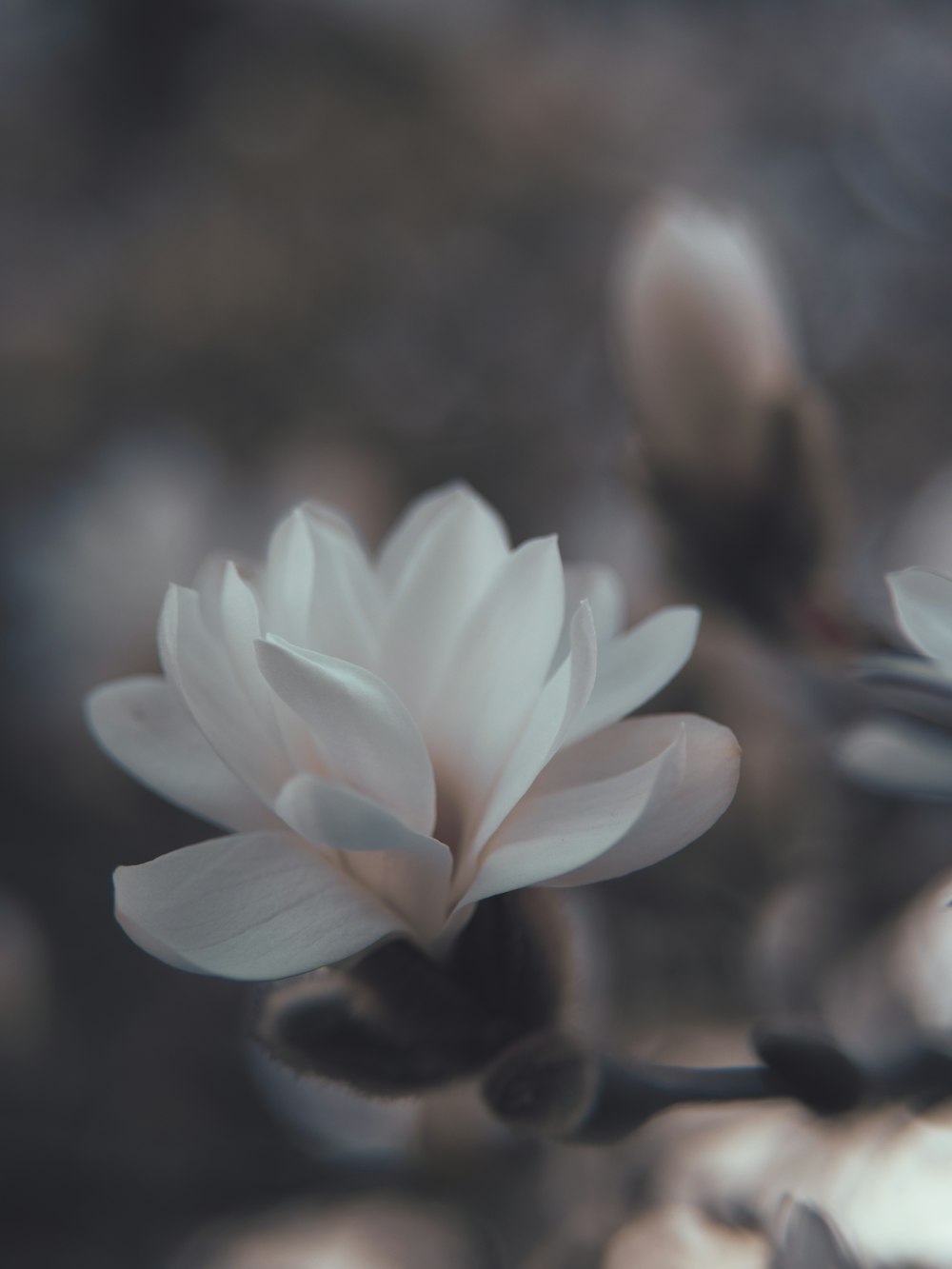 a close up of a white flower on a branch