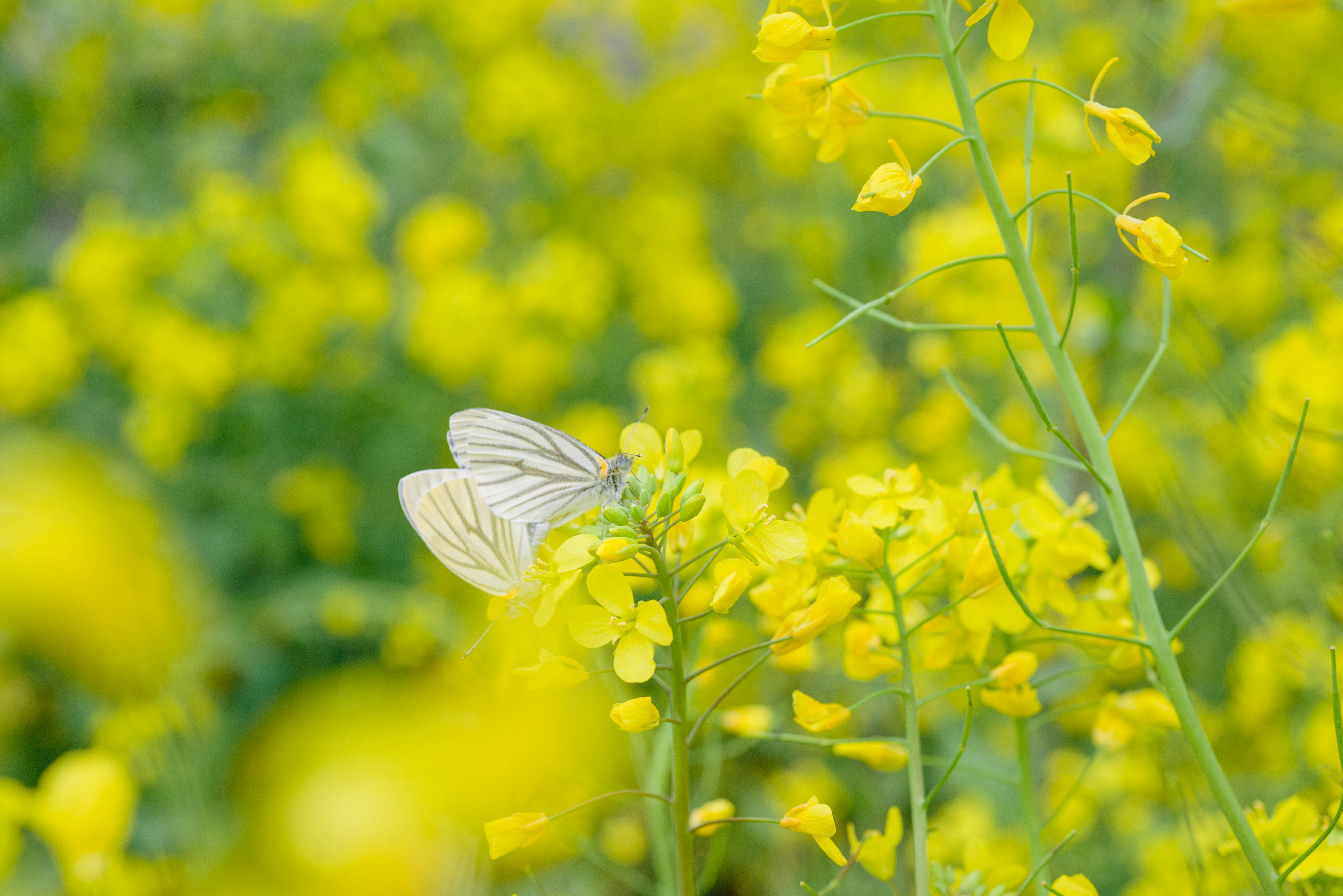 Photo by minkuma