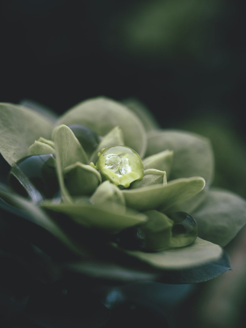 a close up of a flower with water droplets on it