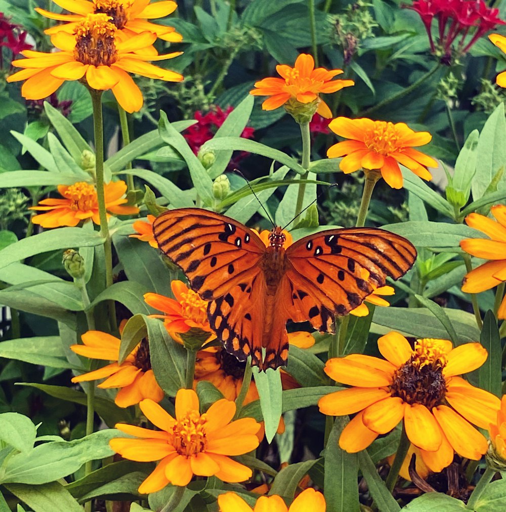 un papillon assis au sommet d’une fleur jaune