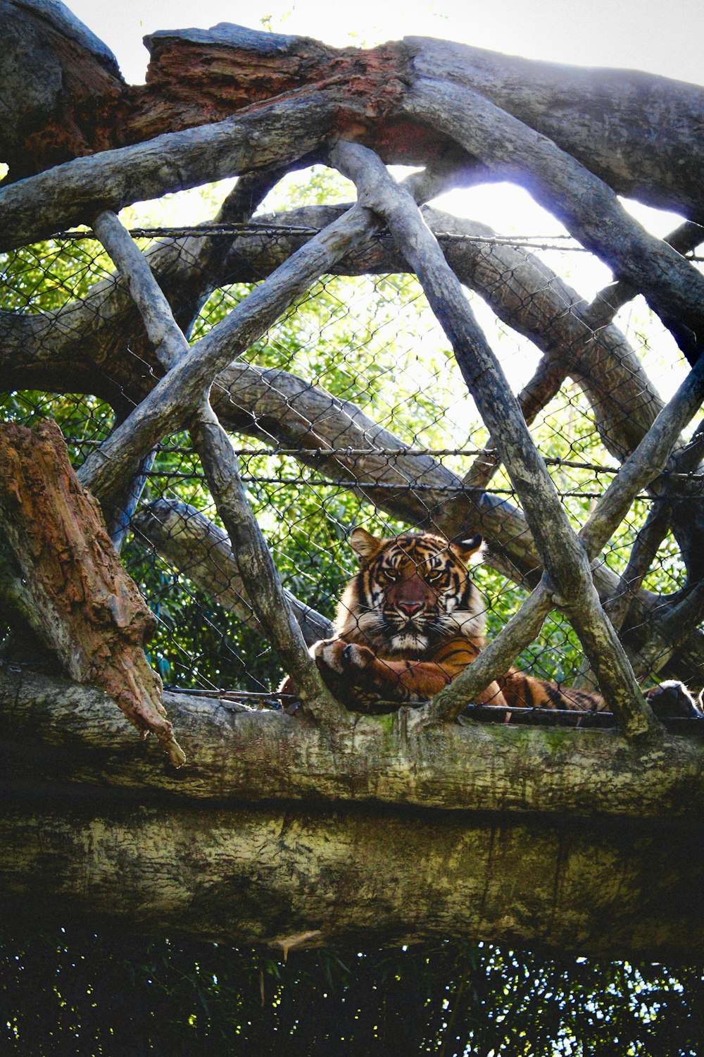 a tiger sitting on top of a tree branch