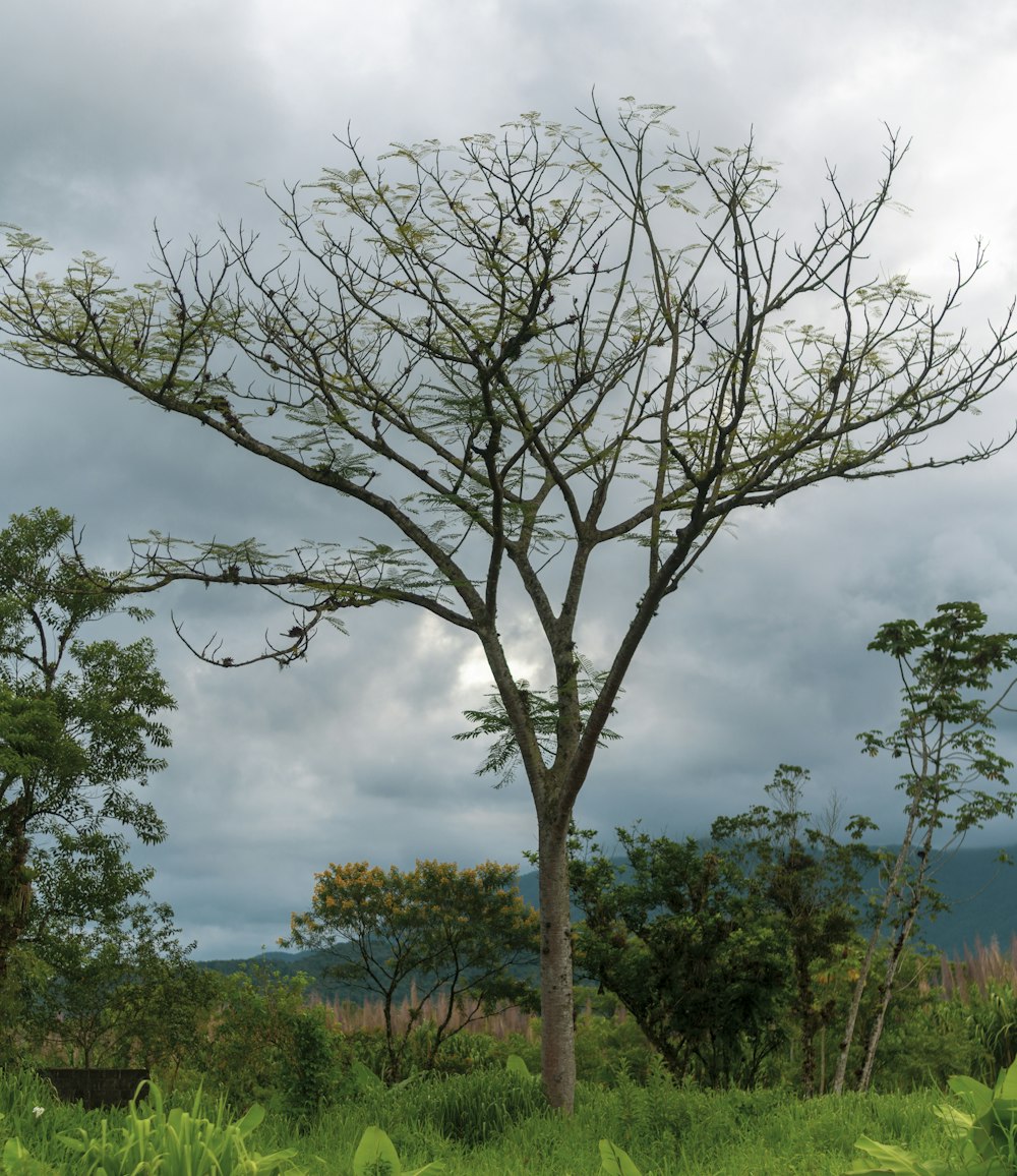 a tree with no leaves in the middle of a field