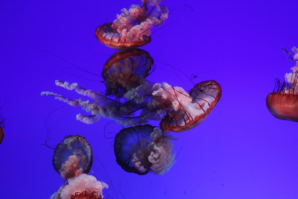 a group of jellyfish floating in the water