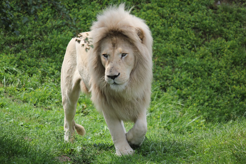 a large white lion walking across a lush green field