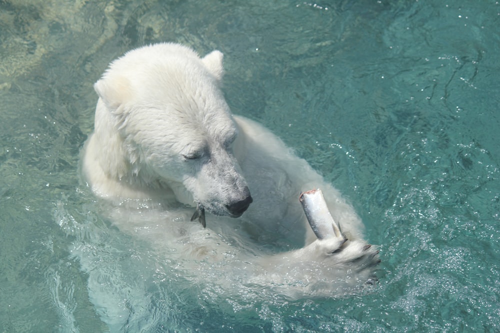 a polar bear in the water holding a fish