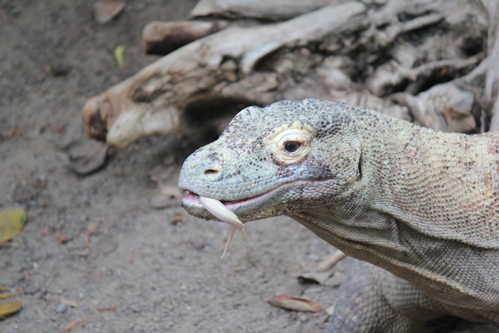 a close up of a lizard on a dirt ground