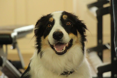 A cheerful dog looking at a camera with a colorful bird perched nearby in a sunny room.