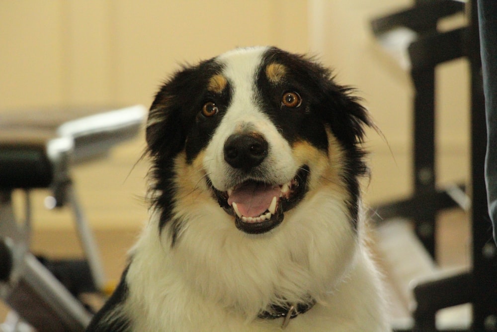 a close up of a dog near a chair