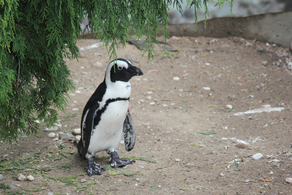 a black and white penguin under a tree