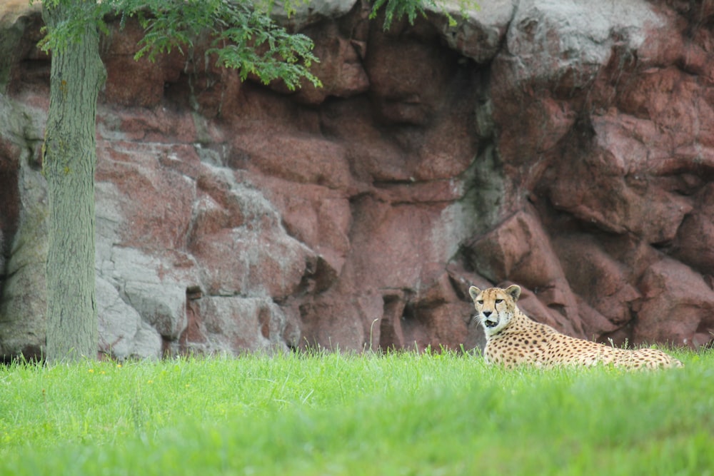 a cheetah laying in the grass near a rock wall