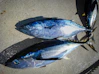a couple of fish sitting on top of a sidewalk