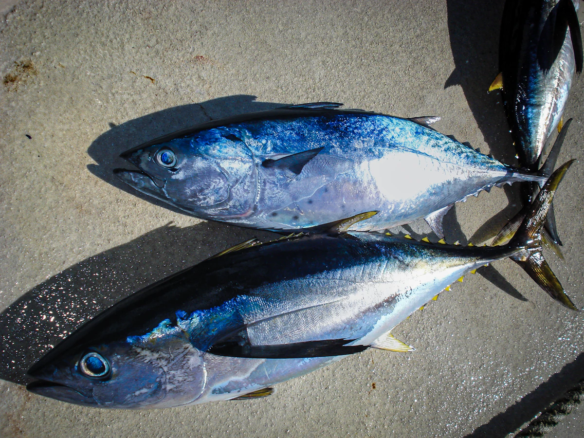Ekspor tuna dengan sertifikasi HACCP
