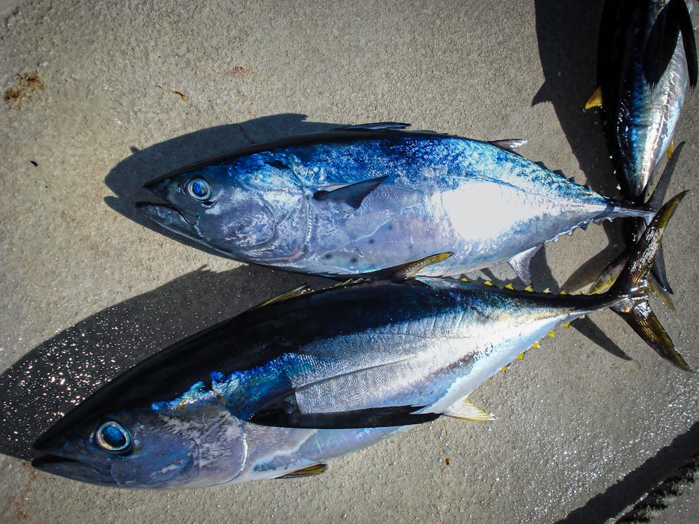 a couple of fish sitting on top of a sidewalk