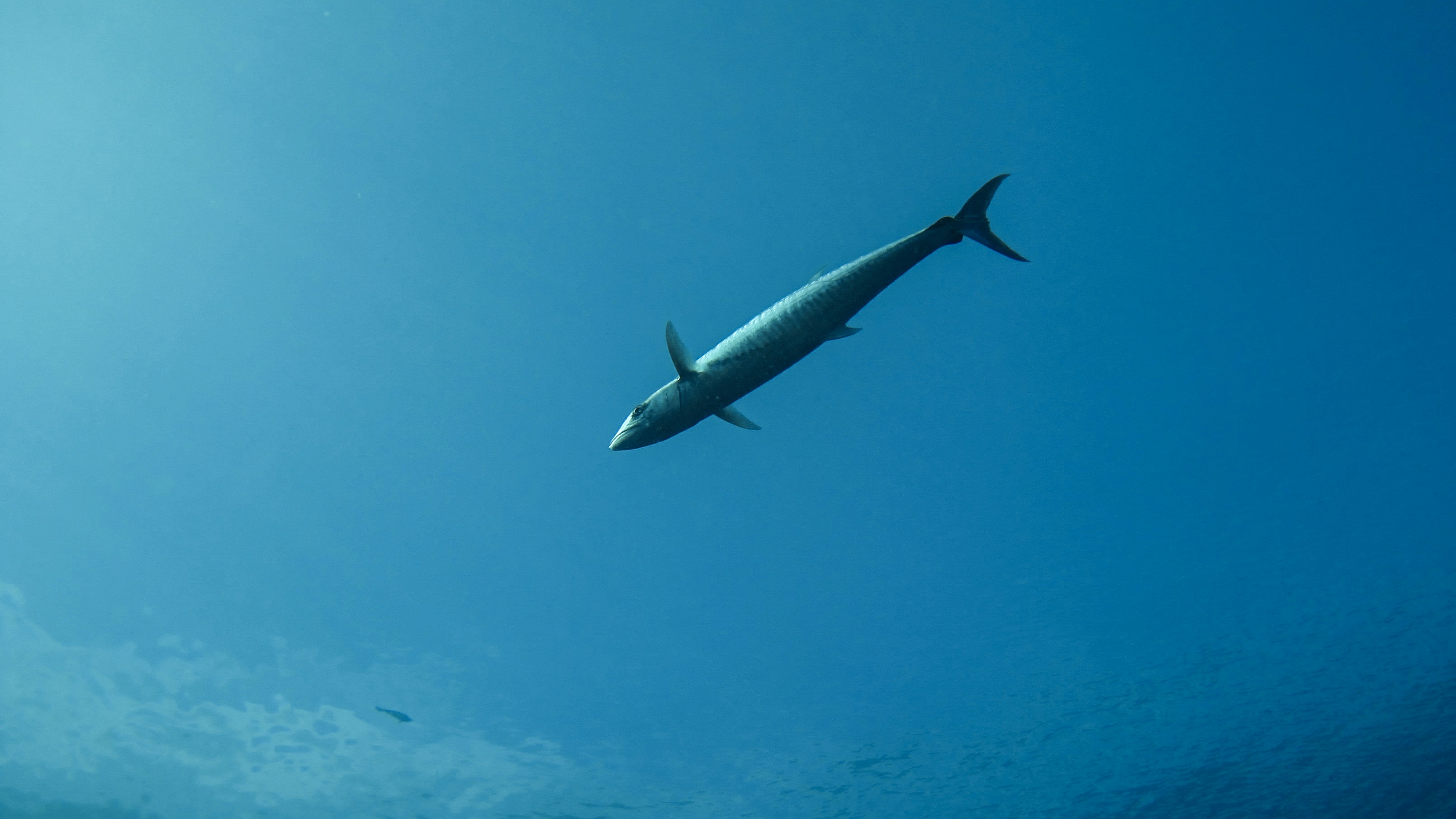 a large shark swimming in the ocean