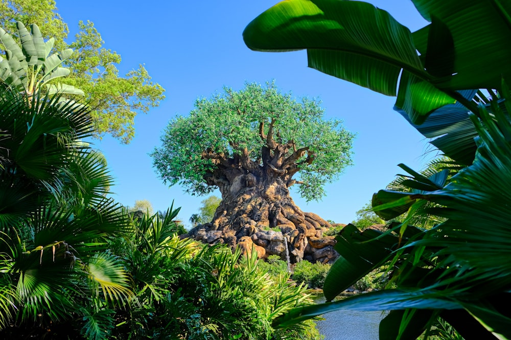 the tree of life at disney's animal kingdom